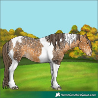 Horse Color:Buckskin Tobiano Snowflake Varnish