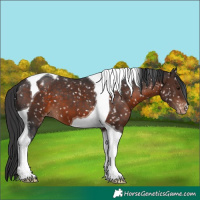 Horse Color:Brown Tobiano Appaloosa 