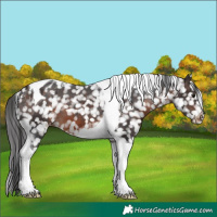 Horse Color:Brown Tobiano Snowflake Varnish 