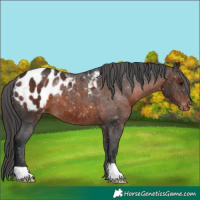 Horse Color:Brown Appaloosa 