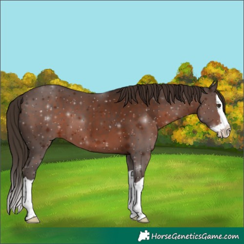Horse Color:Liver Chestnut Splash 