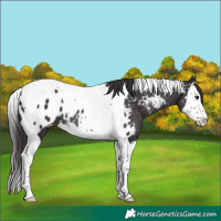Horse Color:Smoky Black Splash Tobiano Appaloosa