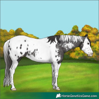 Horse Color:Smoky Black Splash Tobiano Near Leopard 