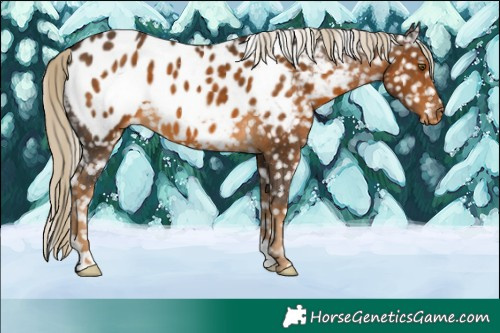 Horse Color:Chocolate Palomino Near Leopard 