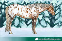 Horse Color:Chocolate Palomino Near Leopard 