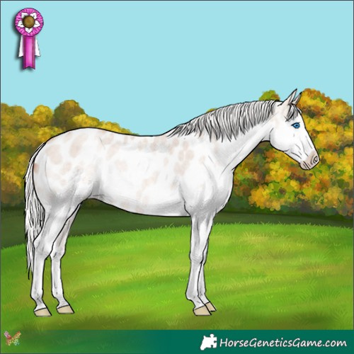 Horse Color:Silver Classic Champagne Roan Dun Splash Appaloosa 