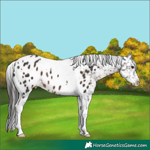 Horse Color:Brown Tobiano Appaloosa 