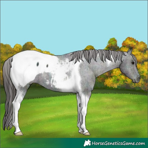Horse Color:Midnight Brown Ice Tobiano Appaloosa 