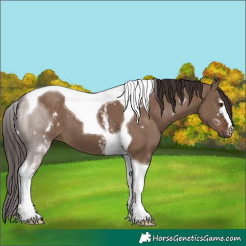 Horse Color:White Spotted Liver Red Dun Tobiano 
