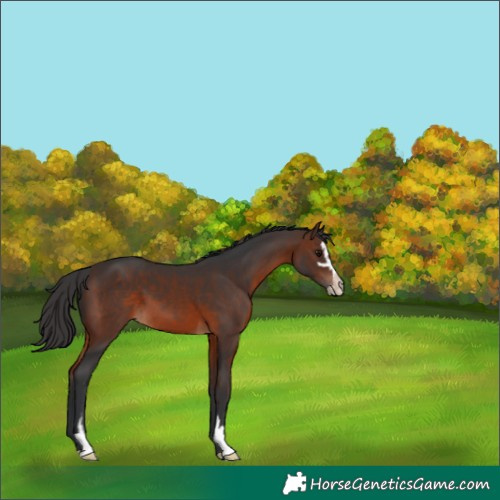 Horse Color:Brown Sabino 