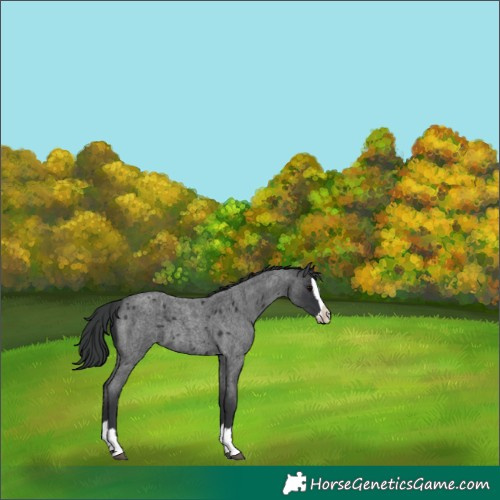 Horse Color:Blue Roan Splash 