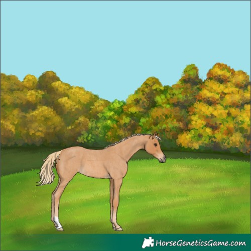 Horse Color:Red Roan 