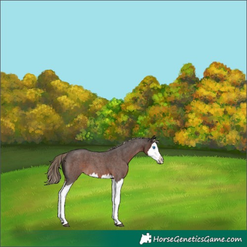 Horse Color:Liver Red Roan Splash 