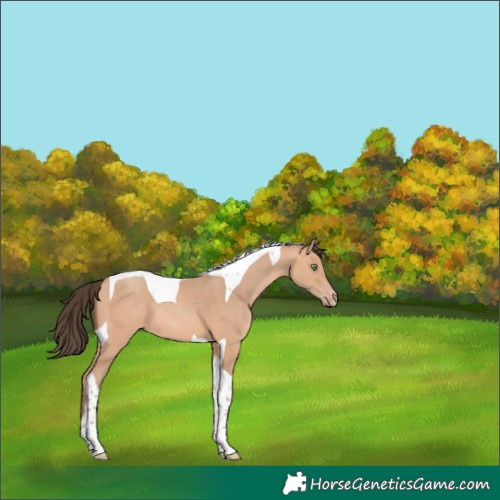 Horse Color:Amber Champagne Sabino Tobiano 
