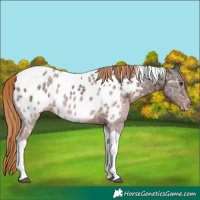 Horse Color:Liver Chestnut Ice Tobiano Appaloosa 
