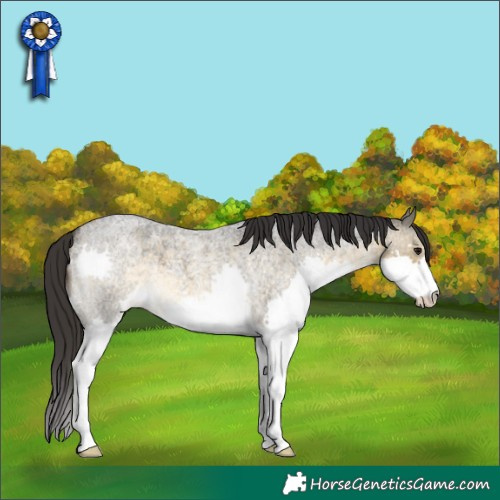 Horse Color:Buckskin Roan Splash 