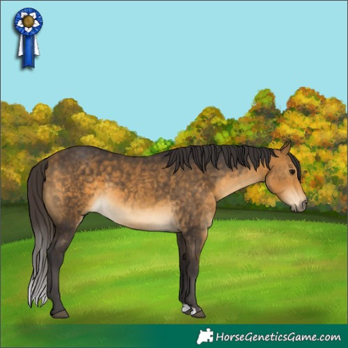 Horse Color:Buckskin 