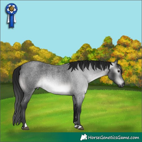 Horse Color:Gray Platinum Buckskin Roan 