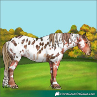 Horse Color:Plaid  White Spotted Liver Chestnut Appaloosa 