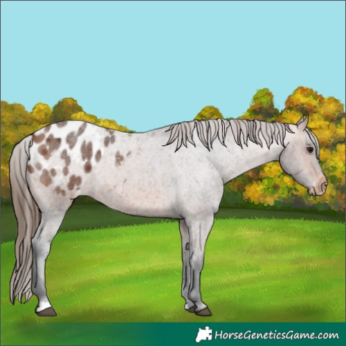 Horse Color:Bay Roan Appaloosa
