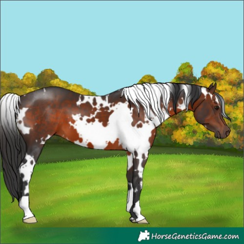 Horse Color:White Spotted Brown 