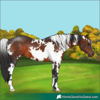 Horse Color:White Spotted Brown