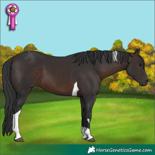 Horse Color:Brown Tobiano 