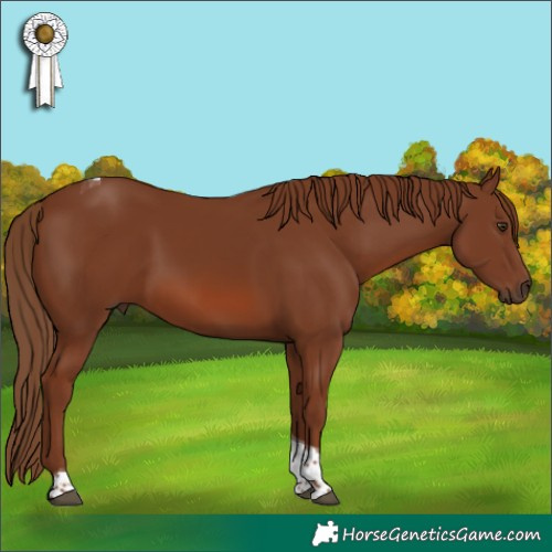 Horse Color:Chestnut Tobiano 