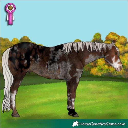 Horse Color:Void Silver Bay Ice Roan Appaloosa 