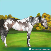 Horse Color:Gray White Spotted Brown