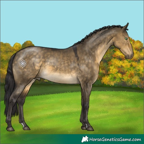 Horse Color:Buckskin Dun 