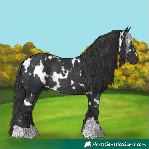 Horse Color:White Spotted Black Rabicano