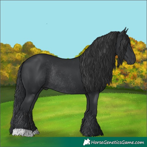 Horse Color:Black Rabicano 