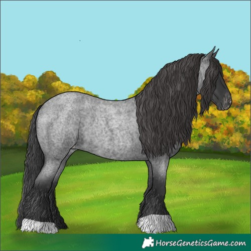 Horse Color:Blue Roan Varnish Rabicano