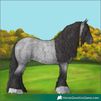 Horse Color:Blue Roan Appaloosa Rabicano 