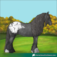 Horse Color:Black Appaloosa Rabicano 
