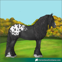 Horse Color:Black Appaloosa Rabicano 