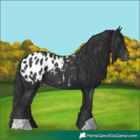 Horse Color:Black Appaloosa 