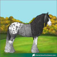 Horse Color:Blue Roan Splash Appaloosa Rabicano
