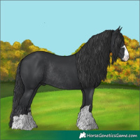 Horse Color:Black Rabicano 