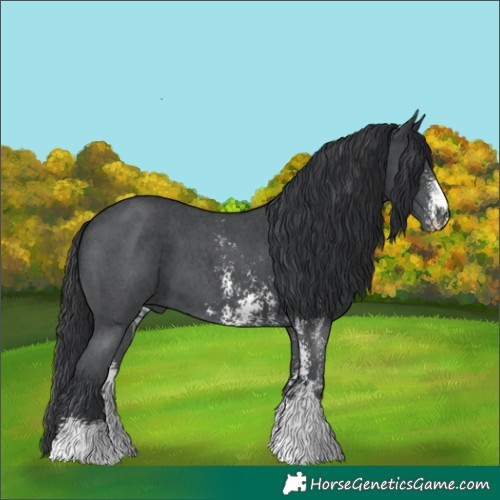 Horse Color:Black Sabino