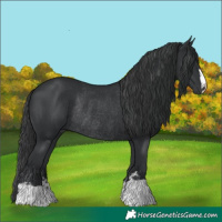 Horse Color:Black Rabicano 