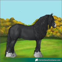 Horse Color:Black 