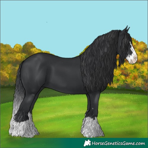 Horse Color:Black Splash 