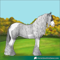 Horse Color:Blue Roan Splash Tobiano Rabicano 