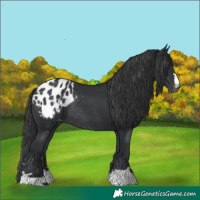 Horse Color:Black Appaloosa Rabicano 