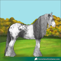 Horse Color:White Spotted Black Blanket 