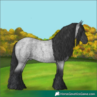 Horse Color:Blue Roan 