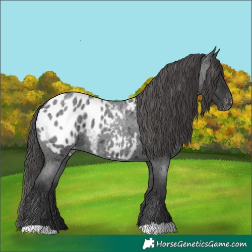 Horse Color:Blue Roan Blanket 