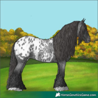 Horse Color:Blue Roan Appaloosa